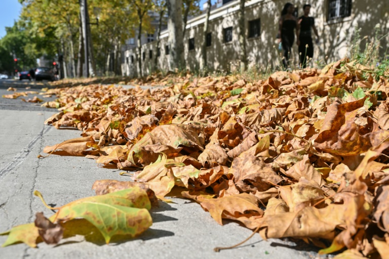 Feuilles fânées à Paris, le 16 août 2025