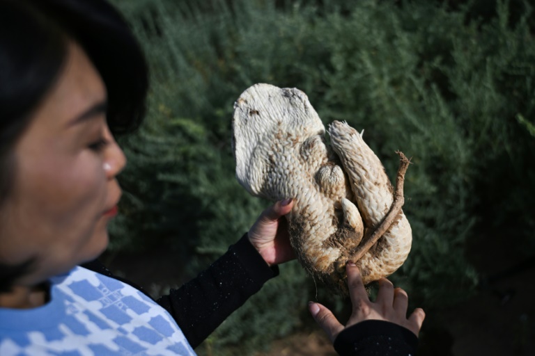 Bai Lei avec un tubercule de cistanche, ingrédient prisé en médecine chinoise, le 12 août 2025, à Bayan Nur, en Chine