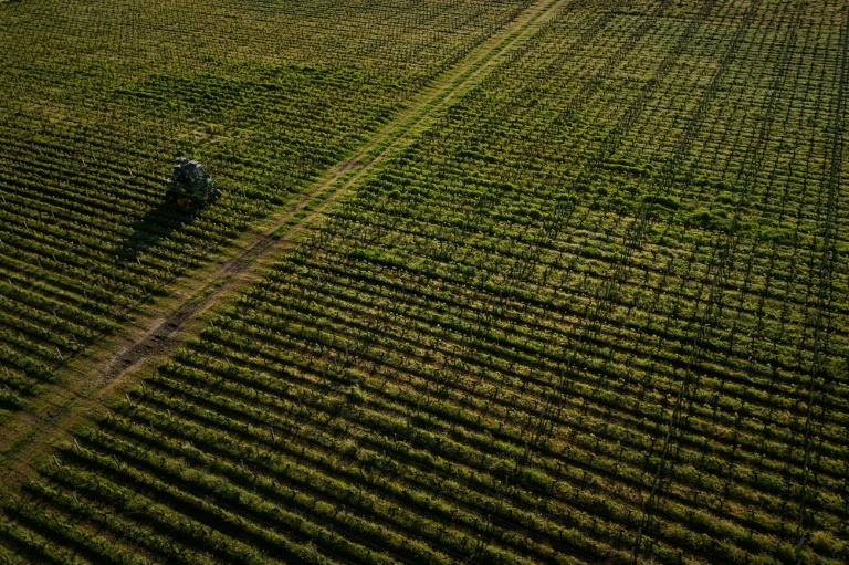 Les riverains des vignes sont plus imprégnés que les autres Français, démontre une étude nationale inédite, dévoilée lundi par deux agences sanitaires