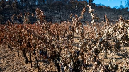 Un vignoble dévasté par un feu de forêt à Correns, dans le Var, le 17 août 2026 
