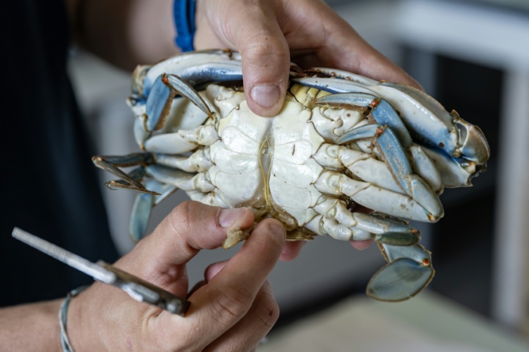 Un biologiste montre les organes génitaux d'un crabe bleu (Callinectes sapidus) au laboratoire de l'Institut méditerranéen d'océanographie (MIO) à Marseille, le 28 mai 2026 dans les Bouches-du-Rhône
