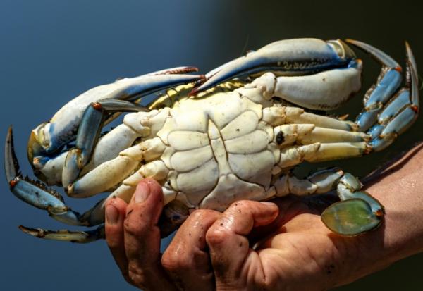 Un crabe bleu (Callinectes sapidus), qui sera analysé, mesuré et pesé au laboratoire de l'Institut méditerranéen d'océanographie (MIO) de Marseille, à Hyères, le 28 mai 2026 dans le Var
