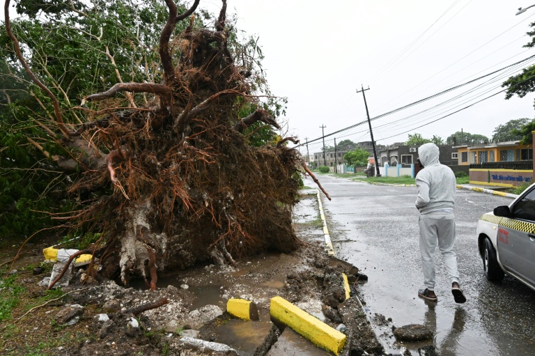 Un arbre arraché par les vents à St. Catherine en Jamaïque, après l'arrivée de l'ouragan Melissa, le 28 octobre 2025