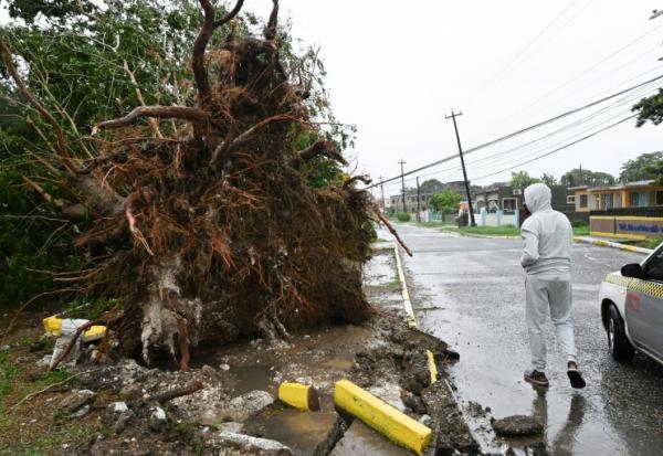 Un arbre arraché par les vents à St. Catherine en Jamaïque, après l'arrivée de l'ouragan Melissa, le 28 octobre 2025
