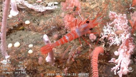 Capture d'écran d'une vidéo publiée par l'Institut océanographique Schmidt et enregistrée par le ROV SuBastian, dans laquelle on peut voir une étoile de mer filmée à 1.195 mètres de profondeur dans le canyon de Mar del Plata, dans la mer Argentine, le 26 juillet 2025.

Une étoile de mer filmée à 1.195 mètres de profundeur dans le Canyon de Mar del Plata (Argentine), dans l'Océan Atlantique, le 26 juillet 2025 