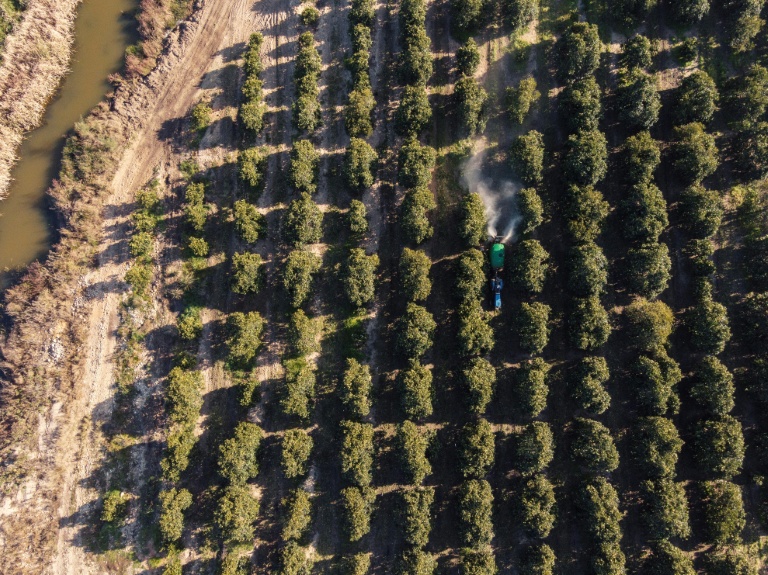 Des machines agricoles aspergent des plantations d'orange à Citrusdal, le 25 juillet 2025.
