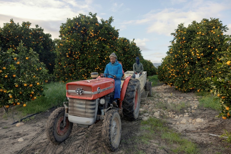 Des ouvriers agricoles d'ALG dispersent de l'engrais au pied des orangers à Citrusdal en Afrique du Sud, le 25 juillet 2025.