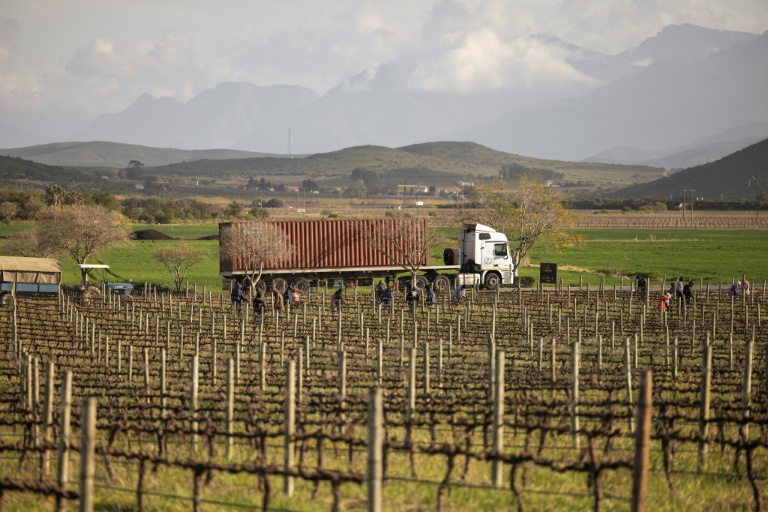 Des ouvriers agricoles taillent des vignes au domaine Graham Beck près à Robertson en Afrique du Sud le 30 juillet 2025.