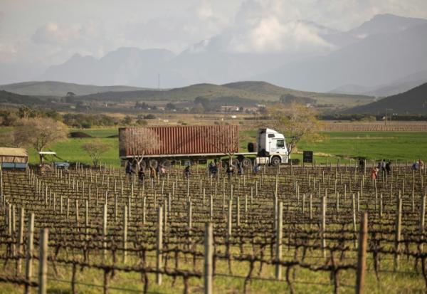 Des ouvriers agricoles taillent des vignes au domaine Graham Beck près à Robertson en Afrique du Sud le 30 juillet 2025.