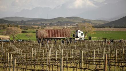 Des ouvriers agricoles taillent des vignes au domaine Graham Beck près à Robertson en Afrique du Sud le 30 juillet 2025.