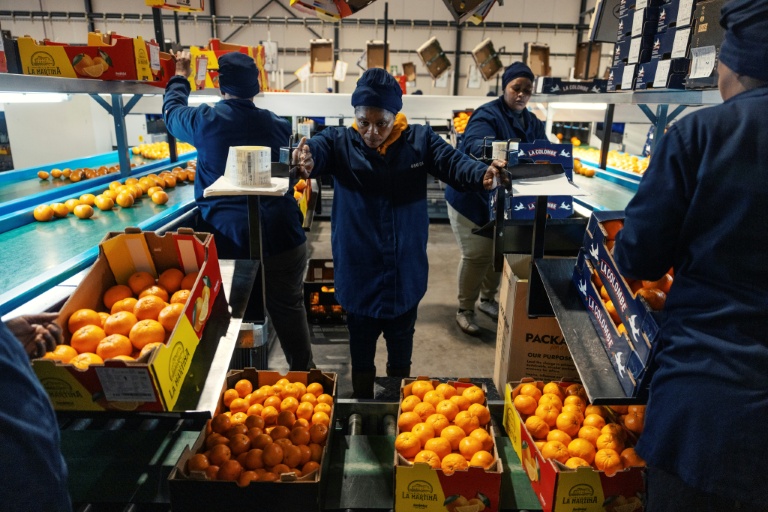 Des ouvriers empaquetent des oranges dans un batîment d'ALG à Citrusdal en Afrique du Sud, le 25 juillet 2025.