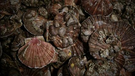 Les deux principaux gisements français de coquilles Saint-Jacques se portent "globalement bien", malgré un recul de 30% de la biomasse exploitable en baie de Seine