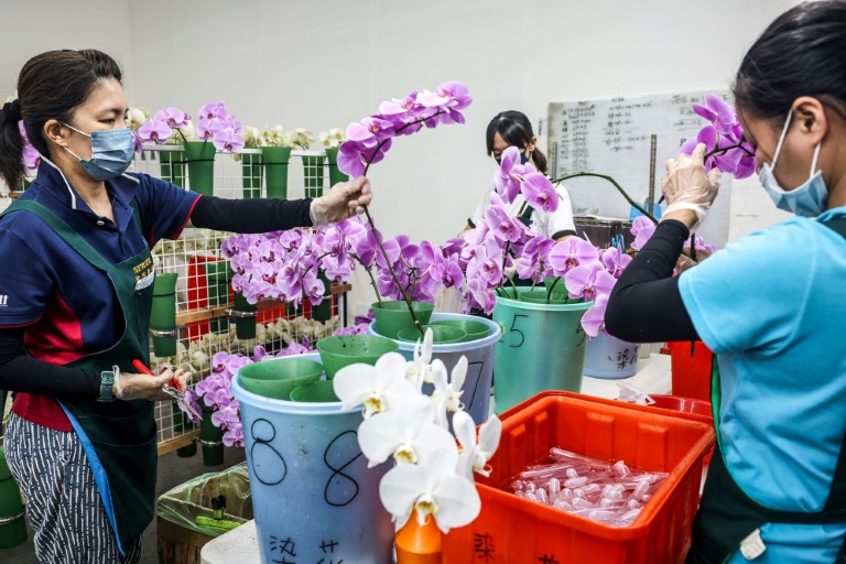 Des employées préparent des fleurs d'orchidées avant de les emballer, le 5 août 2025 à Houbi, dans le sud-ouest de Taïwan