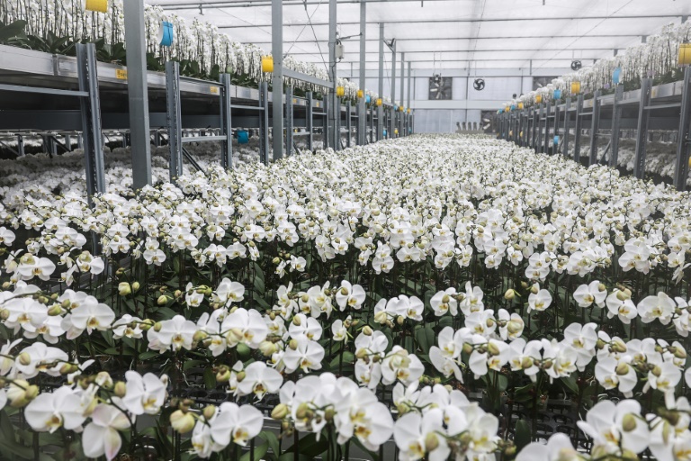 Des orchidées dans une serre, le 5 août 2025 à Houbi, dans le sud-ouest de Taïwan