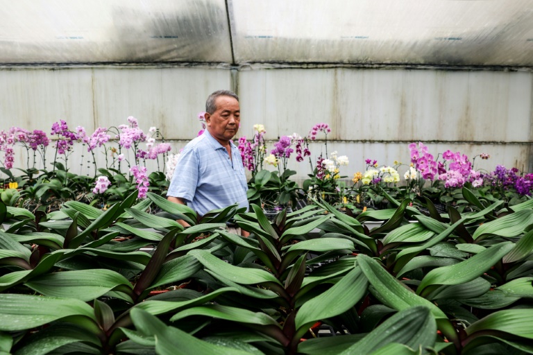 Lee Tsang-yu, un horticulteur taiwanais, inspecte ses orchidées le 5 août 2025 à Houbi, dans le sud-ouest de Taïwan