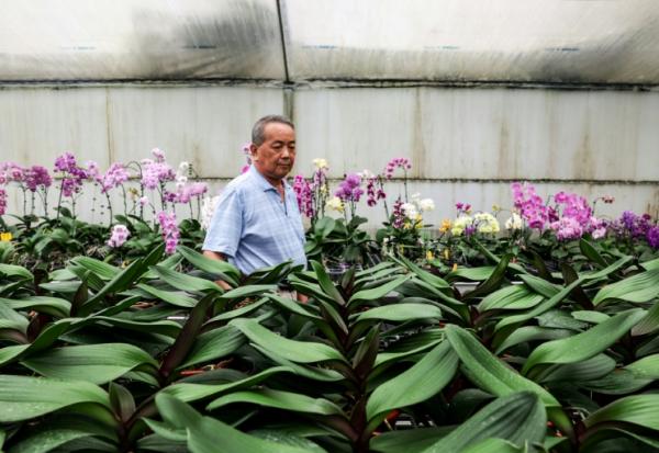 Lee Tsang-yu, un horticulteur taiwanais, inspecte ses orchidées le 5 août 2025 à Houbi, dans le sud-ouest de Taïwan