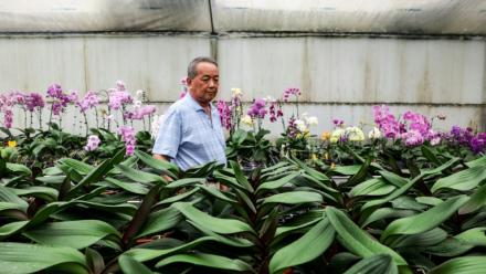 Lee Tsang-yu, un horticulteur taiwanais, inspecte ses orchidées le 5 août 2025 à Houbi, dans le sud-ouest de Taïwan