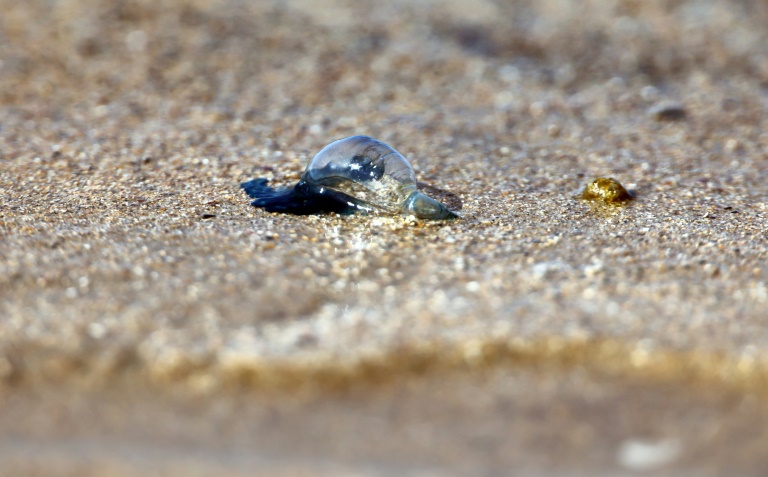 Une physalie, un invertébré marin très urticant, sur la plage d'Hendaye, dans les Pyrénées-Atlantiques, le 4 août 2025