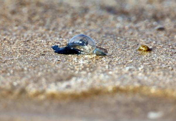 Une physalie, un invertébré marin très urticant, sur la plage d'Hendaye, dans les Pyrénées-Atlantiques, le 4 août 2025