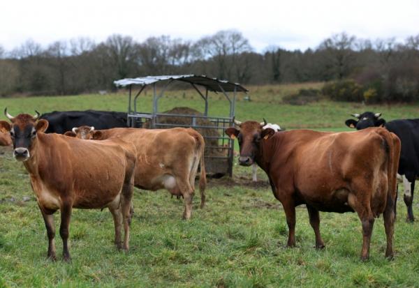 Gestion de l'eau, défense contre le loup, réintroduction de pesticides interdits... Avec de nombreuses mesures qui irritent jusqu'au gouvernement, l'examen du projet de loi d'urgence agricole au Sénat promet de raviver les clivages