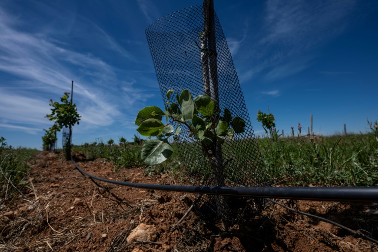 Un jeune pistachier équipé d'un système d'irrigation goutte-à-goutte en surface, géré à distance à l'aide d'un smartphone, le 3 juin 2026 à Montagnac-Montpezat (Alpes-de-Haute-Provence)