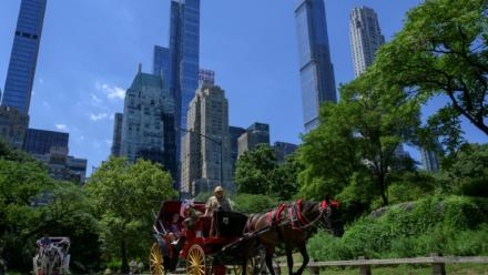 Ees calèches dans Central Park, à New York, le 3 août 2022