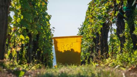 Début des vendanges à Marlenheim, en Alsace, le 13 septembre 2021