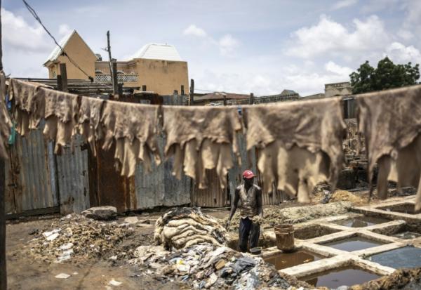 Un tanneur se tient debout dans un bassin alors qu'il traite des peaux brutes à la tannerie traditionnelle Majema, dans le quartier de Kofar Wambai à Kano, le 10 septembre 2025. Kano, centre historique du cuir, approvisionne des géants du luxe tels que Louis Vuitton, Gucci et Ralph Lauren, le Nigeria exportant près de 90 % de ses peaux à l'étranger. Mais comme la finition est effectuée en Europe, le label "Made in Nigeria" disparaît, remplacé par "Made in Italy" ou "Made in Spain". Aujourd'hui, certains créateurs nigérians tentent de redonner ses lettres de noblesse au cuir de leur pays en créant des marques locales.