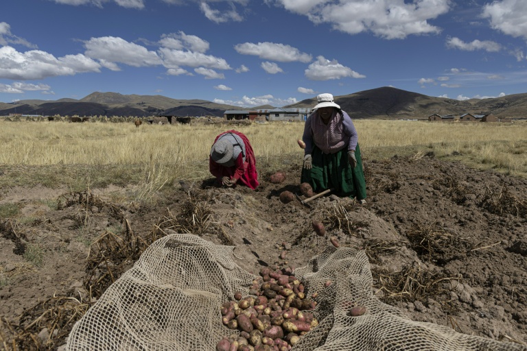 Des agriculteurs récoltent des pommes de terre dans la communauté de Caritamaya, près du lac Titicaca, dans la région de Puno, au Pérou, le 29 mai 2026