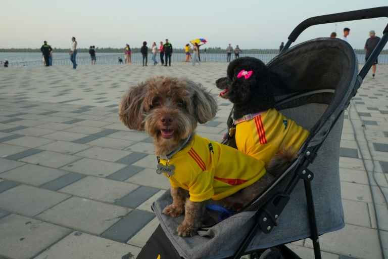Deux chiens dans une poussette, vêtus de maillots de l'équipe nationale de football, alors que des partisans du candidat à la présidentielle colombienne Abelardo de la Espriella célèbrent les résultats du premier tour à Barranquilla, en Colombie, le 31 mai 2026