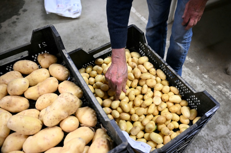 Un employé d'une coopérative agricole contrôle la qualité des pommes de terre fraîchement récoltées, le 26 septembre 2025 à Geer, dans l'est de la Belgique