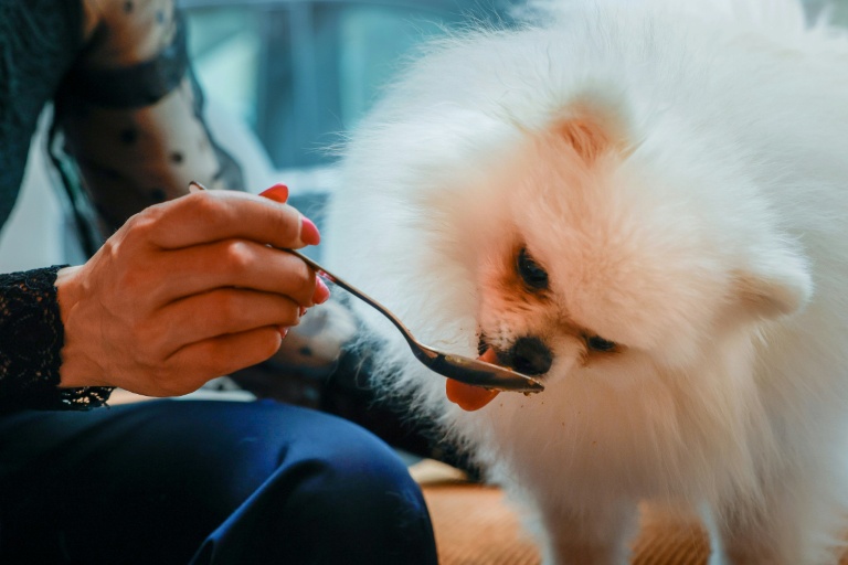 Loulou, un poméranien, mange une pâtisserie pour chien au café 