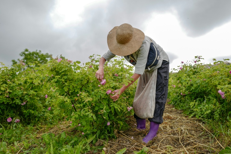 Cueillette de roses Centifolia pour la parfumerie Christian Dior, au Domaine de Manon à Grasse, le 14 mai 2020
