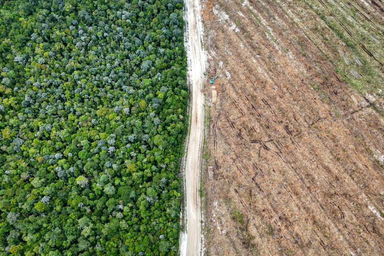 Vue aérienne de la forêt tropicale (g) et d'un terrain rasé pour des plantations (d) à Lahei Mangkutup, dans la régence de Kapuas du Kalimantan central, le 11 février 2026 en Indonésie