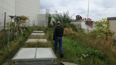 Un potager sur le toit de l'Opéra Bastille géré par la société agricole Topager, le 25 septembre 202 à Paris 