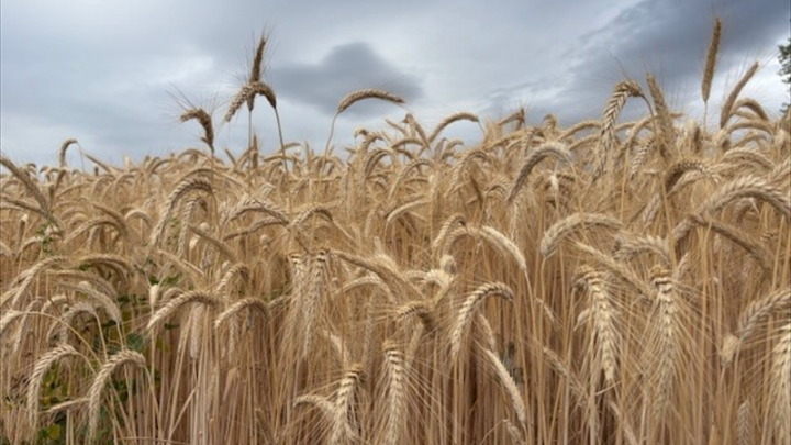 AgroGeneration redevient rentable en 2025