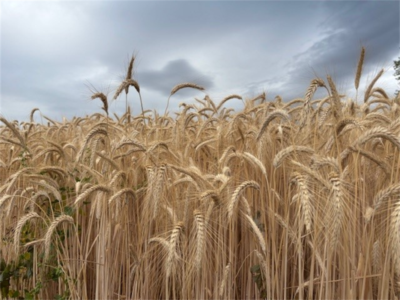 AgroGeneration : Résultats de la campagne de récolte 2025 et état des ventes