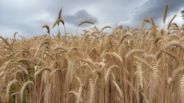 AgroGeneration : Résultats de la campagne de récolte 2025 et état des ventes