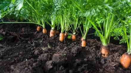 Bonduelle : chute après l'avertissement