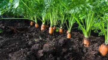 Bonduelle : une annonce surprise