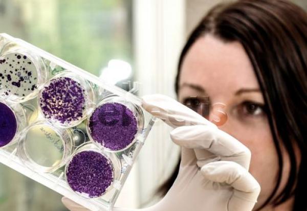 Cellectis reçoit le statut RMAT de la FDA pour lasmé-cel, la première thérapie CAR-T allogénique en essai pivot pour les patients atteints de LLA-B en rechute ou réfractaire