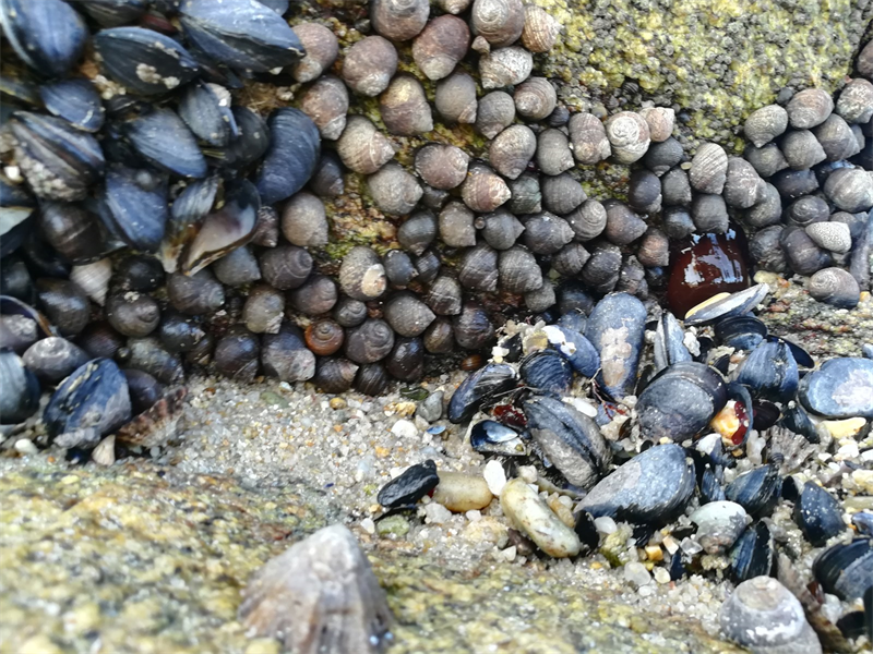 DBV Technologies intègre deux indices