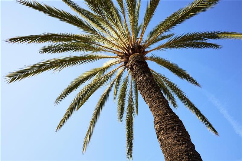 Diagnostic Medical Systems : une homologation de la FDA ouvrant un important un potentiel commercial