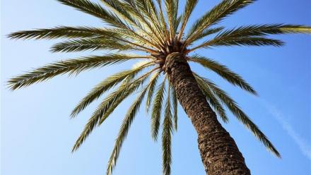 Diagnostic Medical Systems : une homologation de la FDA ouvrant un important un potentiel commercial