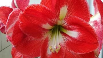 Graines Voltz : calendrier de communication financière 2026