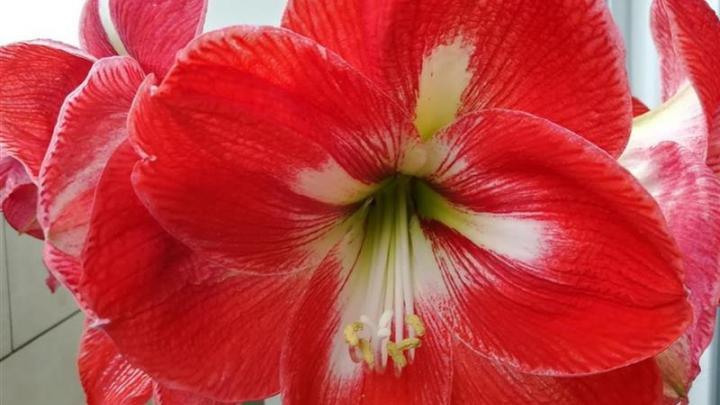 Graines Voltz : calendrier de communication financière 2026