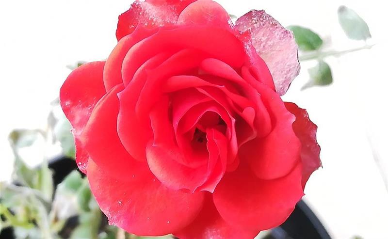 Graines Voltz : prudent pour le prochain exercice