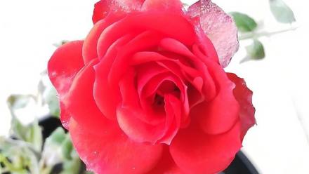 Graines Voltz renoue avec les bénéfices mais pas de dividende