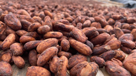 KKO International vise un chiffre d'affaires entre 18 et 20 ME en 2025