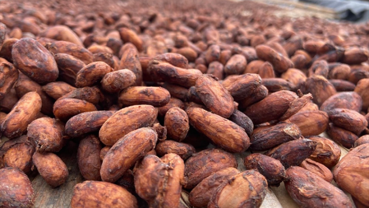 KKO International vise un chiffre d'affaires entre 18 et 20 ME en 2025